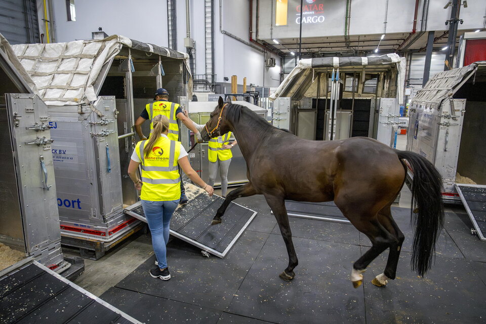 vrijwilligerswerk met paarden