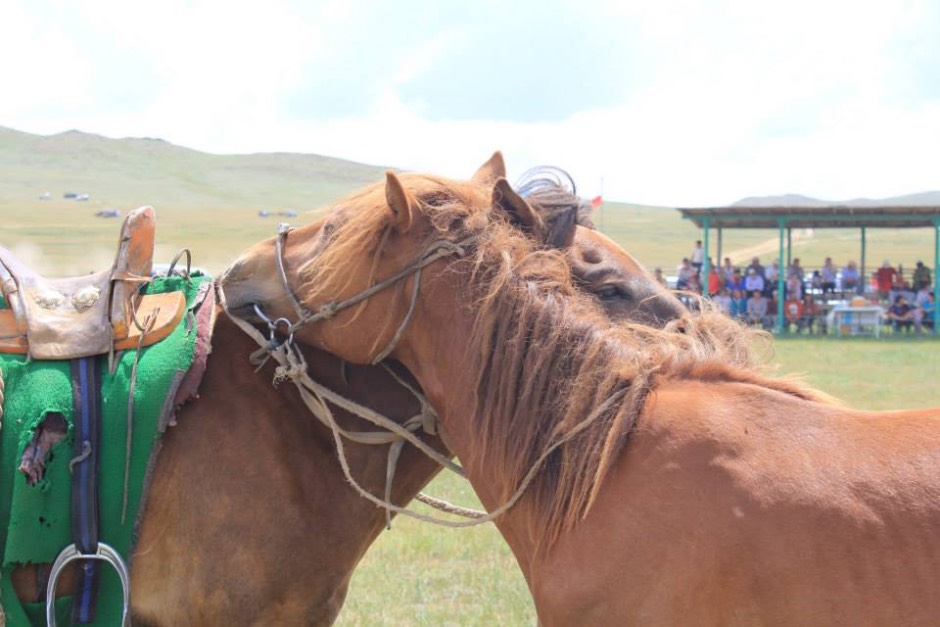 vrijwilligerswerk paarden