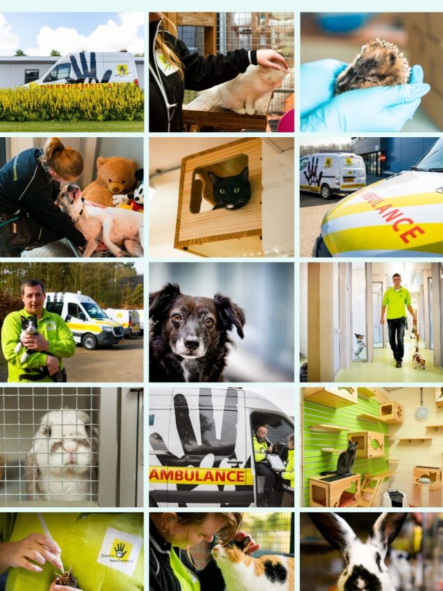vrijwilligerswerk met honden